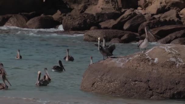 Pelícanos Disfrutando Tarde Comiendo — Vídeos de Stock