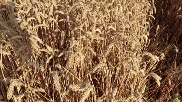 Пшеничное Поле Пейзажем Силы Ветра Заднем Плане Солнечный Летний День — стоковое видео
