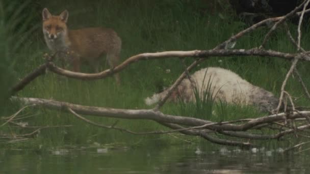 フォックス食べる死んだ羊の中の荒野で小川 — ストック動画