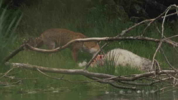 Domba Yang Dimakan Oleh Fox Dalam Belantara Tepi Sungai — Stok Video