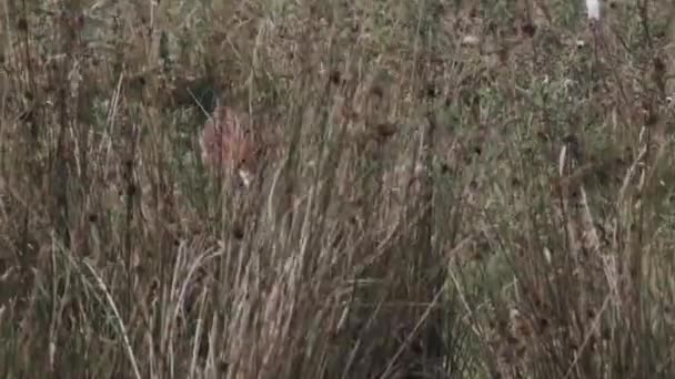 Fox Mirador Corriendo Por Prado — Vídeo de stock