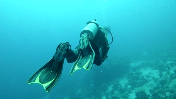 红海潜水 带珊瑚礁潜水 Hurghada Safaga Sharm Sheik埃及 — 图库视频影像