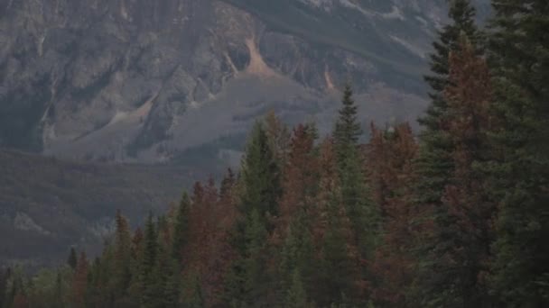 Rörlig Bild Träden Från Natursköna Highway Jasper Alberta Kanada — Stockvideo