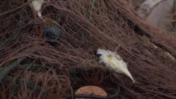 Pequenos Peixes Ainda Vivos Capturados Rede Pescadores Jacarta Indonésia — Vídeo de Stock