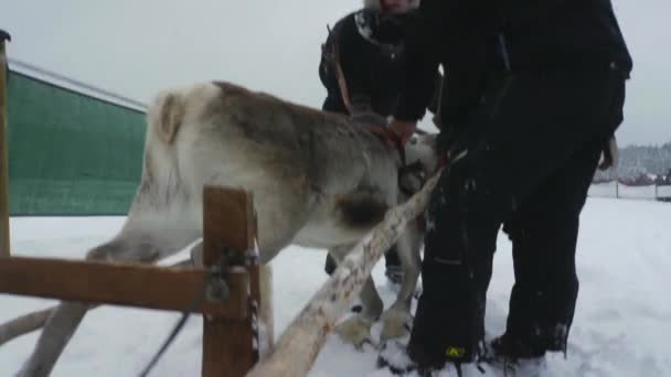 驯鹿在雪地里赛跑 瑞典北部大批愉快的游客涌向独特的萨米人传统 — 图库视频影像
