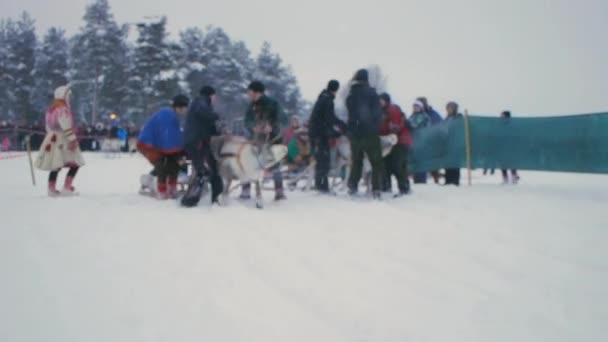 Sobí Závody Sněhu Davy Nadšených Turistů Hrnou Unikátní Saami Tradici — Stock video