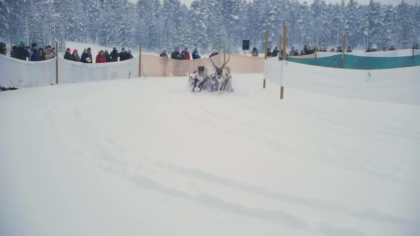 雪の中でトナカイレース スウェーデン北部のユニークなサーミの伝統に群がる喜びの観光客の群衆 — ストック動画