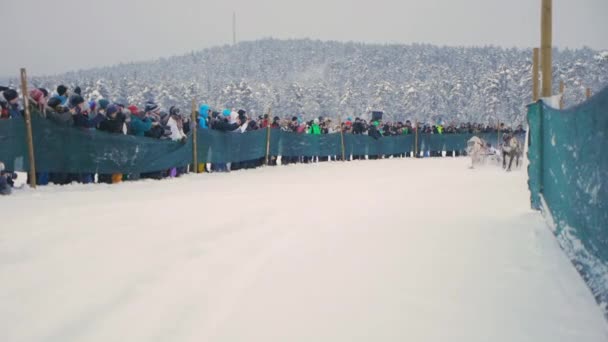 Reindeer Racing Snow Crowds Delighted Tourists Flock Unique Sami Tradition — Stock Video