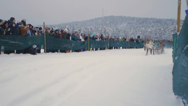 Renna Che Corre Sulla Neve Folle Turisti Deliziati Affollano Tradizione — Video Stock