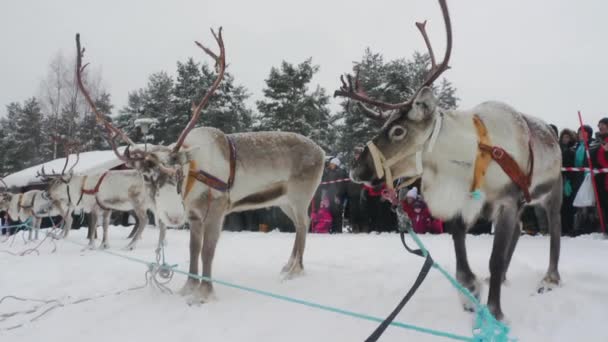 Wyścigi Reniferów Śniegu Tłumy Zachwyconych Turystów Stado Unikalnej Tradycji Sami — Wideo stockowe