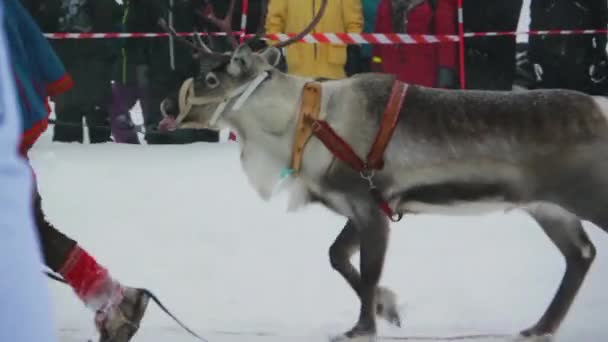 Renna Che Corre Sulla Neve Folle Turisti Deliziati Affollano Tradizione — Video Stock