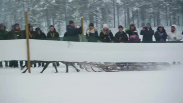 Wyścigi Reniferów Śniegu Tłumy Zachwyconych Turystów Stado Unikalnej Tradycji Sami — Wideo stockowe