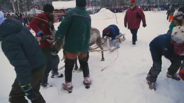 Reindeer Racing Snow Crowds Delighted Tourists Flock Unique Sami Tradition — Stock Video