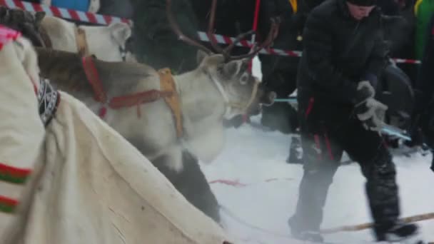 Sobí Závody Sněhu Davy Nadšených Turistů Hrnou Unikátní Saami Tradici — Stock video