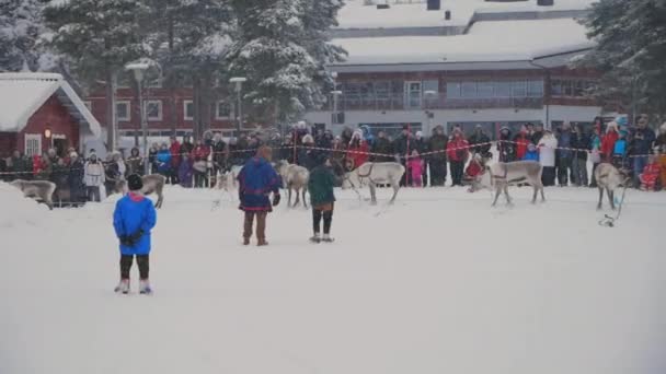 Reno Corriendo Nieve Multitud Turistas Encantados Acuden Tradición Sami Única — Vídeo de stock