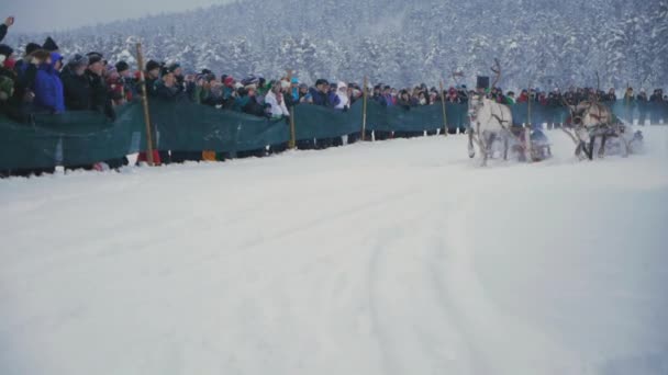 驯鹿在雪地里赛跑 瑞典北部大批愉快的游客涌向独特的萨米人传统 — 图库视频影像