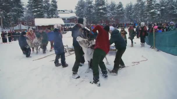 Reno Corriendo Nieve Multitud Turistas Encantados Acuden Tradición Sami Única — Vídeo de stock