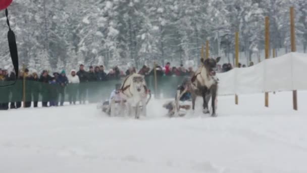 Олени Скачут Снегу Толпы Восторженных Туристов Стекаются Уникальную Традицию Саамов — стоковое видео