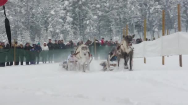 Wyścigi Reniferów Śniegu Tłumy Zachwyconych Turystów Stado Unikalnej Tradycji Sami — Wideo stockowe