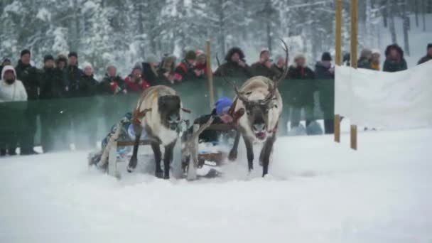 Renna Che Corre Sulla Neve Folle Turisti Deliziati Affollano Tradizione — Video Stock