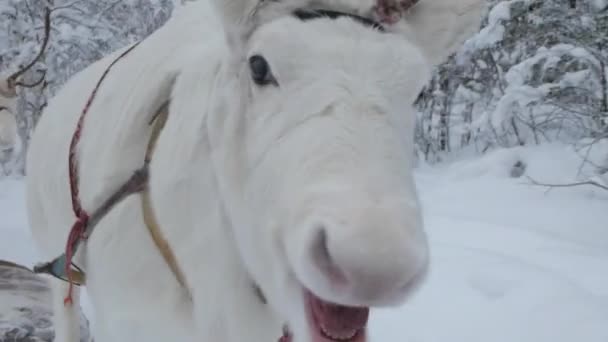 トナカイとサミが雪の道を歩く 美しい北欧の冬の環境 — ストック動画