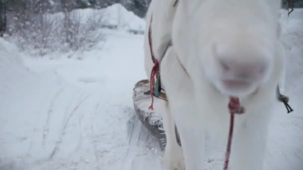 驯鹿走在雪道上 美丽的北欧冬季环境 — 图库视频影像