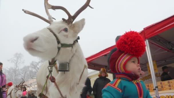 Famille Sâme Rennes Font Une Apparition Traditionnelle Annuelle Marché Jokkmokk — Video