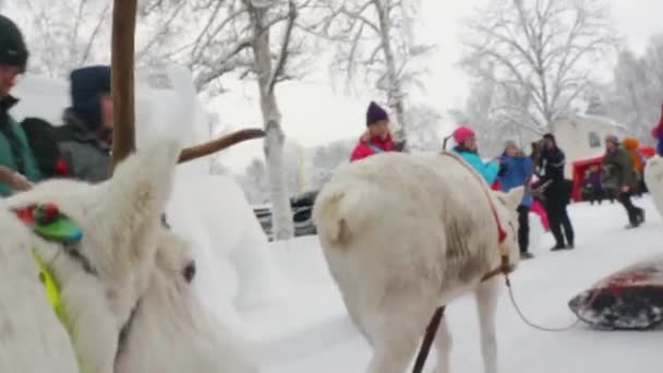 Familie Sami Und Rentiere Treten Jedes Jahr Traditionell Auf Dem — Stockvideo