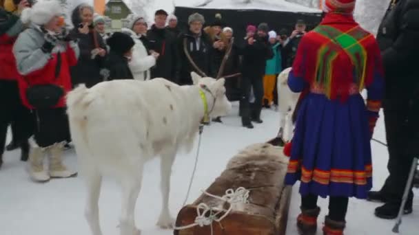 Samisk Familj Och Renar Gör Sitt Årliga Traditionella Framträdande Jokkmokks — Stockvideo