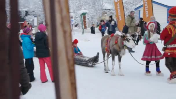 Sami Family Reindeer Make Yearly Traditional Appearance Jokkmokk Market 400 — Stock Video