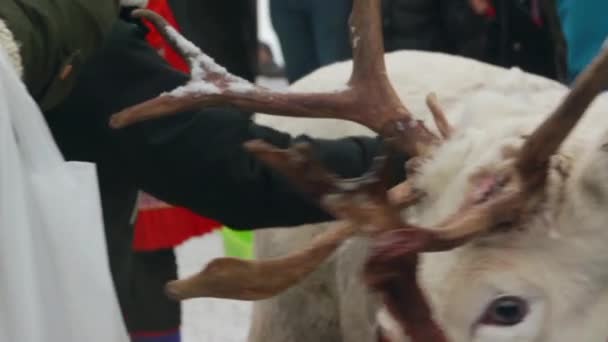 Sami Family Reindeer Make Yearly Traditional Appearance Jokkmokk Market 스웨덴 — 비디오