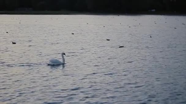 Swan Swimming Amongst Ducks — ストック動画