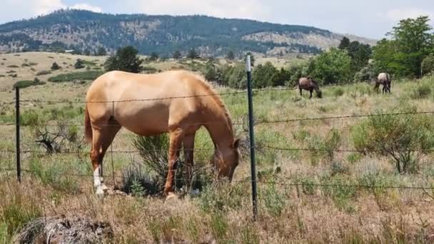 Chevaux Dans Les Pâturages Derrière Une Clôture Métallique — Video