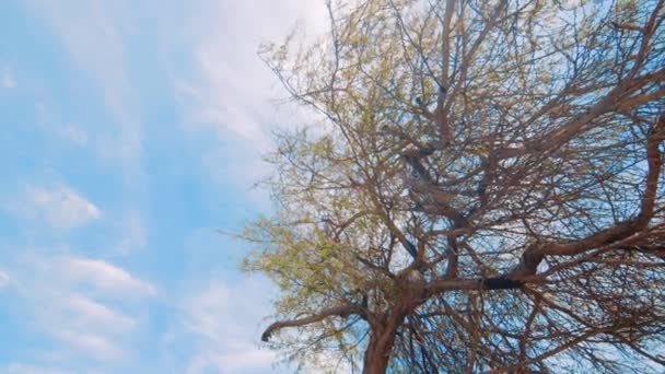 Arborele Divi Divi Din Curacao Caraibe Cer Vară Unghi Scăzut — Videoclip de stoc