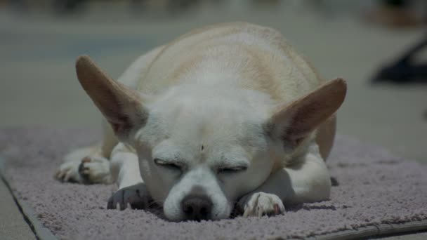 Uykulu Chihuahua Köpeği Yaz Güneşinin Altında — Stok video