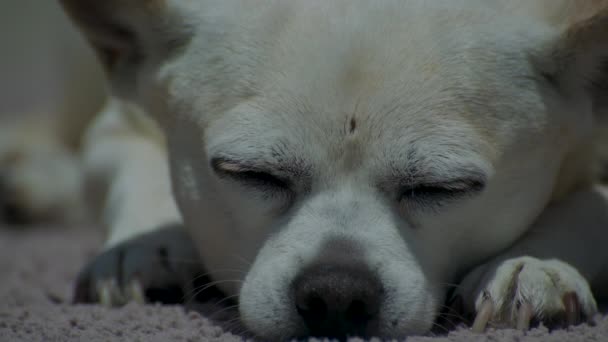 Sömnig Chihuahua Hund Sommarsolen — Stockvideo