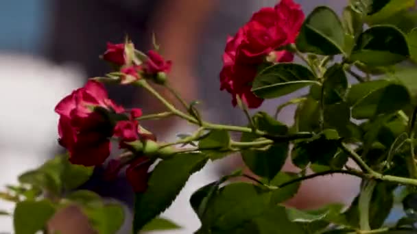 Roses Rouges Bord Mer — Video