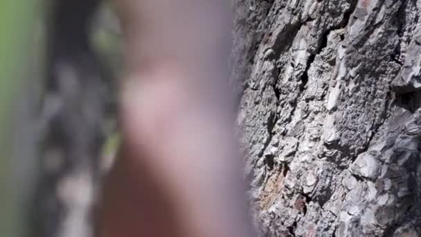 Mujer Tocando Árbol Con Mano — Vídeo de stock