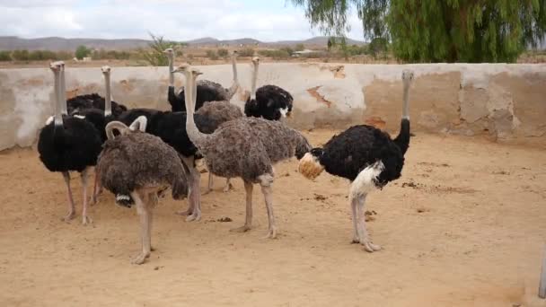 Grupo Avestruces Ven Una Reserva Caza Sudafricana — Vídeos de Stock