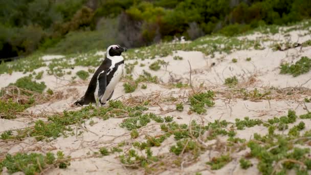 Een Eenzame Pinguïn Staat Zandduinen Van Boulders Beach Zuid Afrika — Stockvideo