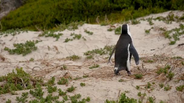 Osamělý Tučňák Stojí Písečných Dunách Pláže Boulders Jižní Afrika — Stock video