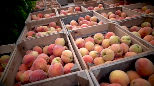 Peaches Focus Foreground Someone Puts Freshly Picked Peaches Crate Blurry — Stock Video