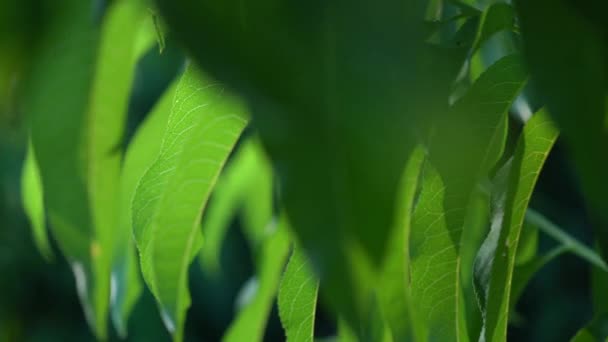 Deslizándose Derecha Mirando Través Una Selva Hojas Primer Plano Extremo — Vídeos de Stock