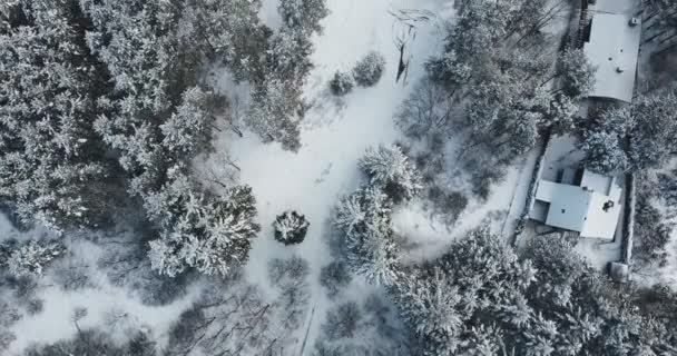 Des Images Drones Filmées Sur Une Forêt Enneigée Remplie Arbres — Video