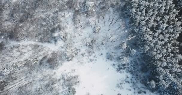 Drone Hiver Une Forêt Recouverte Neige Paysage Arbres Routes Maisons — Video