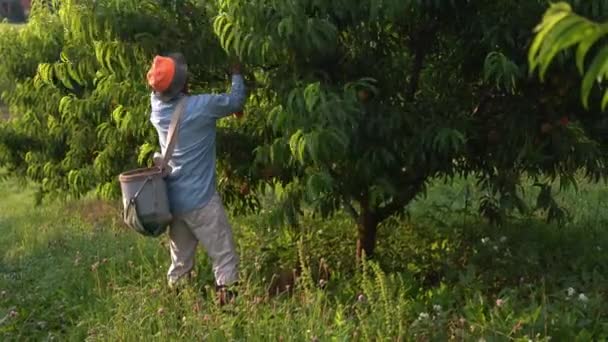 Granja Inmigrantes Recogiendo Melocotones Huerto — Vídeos de Stock