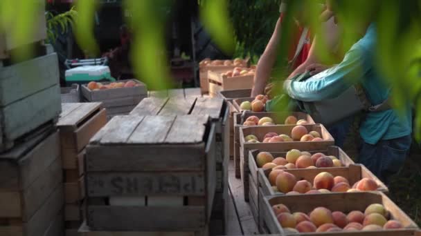 Boerderijhanden Die Perziken Organiseren Kratten Doen Nadat Boomgaard Zijn Geplukt — Stockvideo