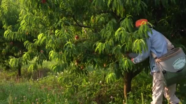 Immigranten Pflücken Pfirsiche Einem Obstgarten — Stockvideo