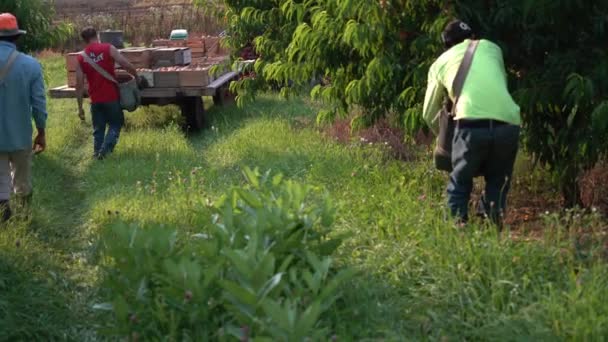 Män Plockar Persikor Fruktträdgård Och Sätter Dem Vagn Bakom Traktor — Stockvideo