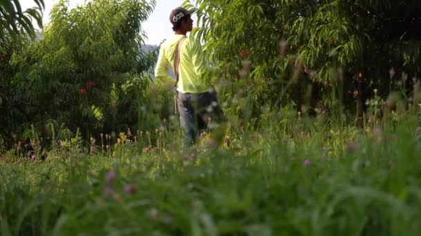果樹園で桃を摘む移民農場の手 — ストック動画